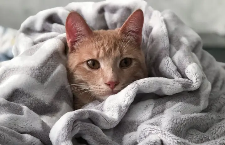 Estoy dando en adopción mi gato persa